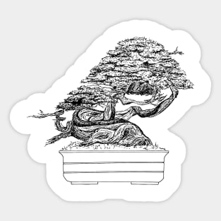 Bonsai pine tree Sticker